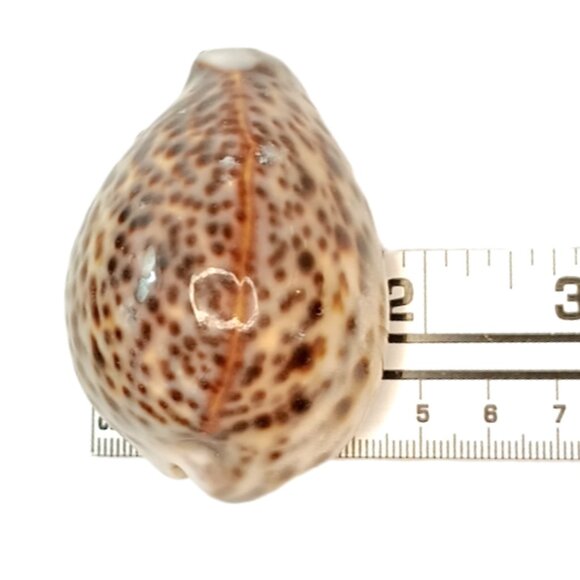 Cypraea Tigris Cowrie Shell 3"x 2" Beach Crafts Cottage Ocean Decor Sea Shell - Picture 4 of 11